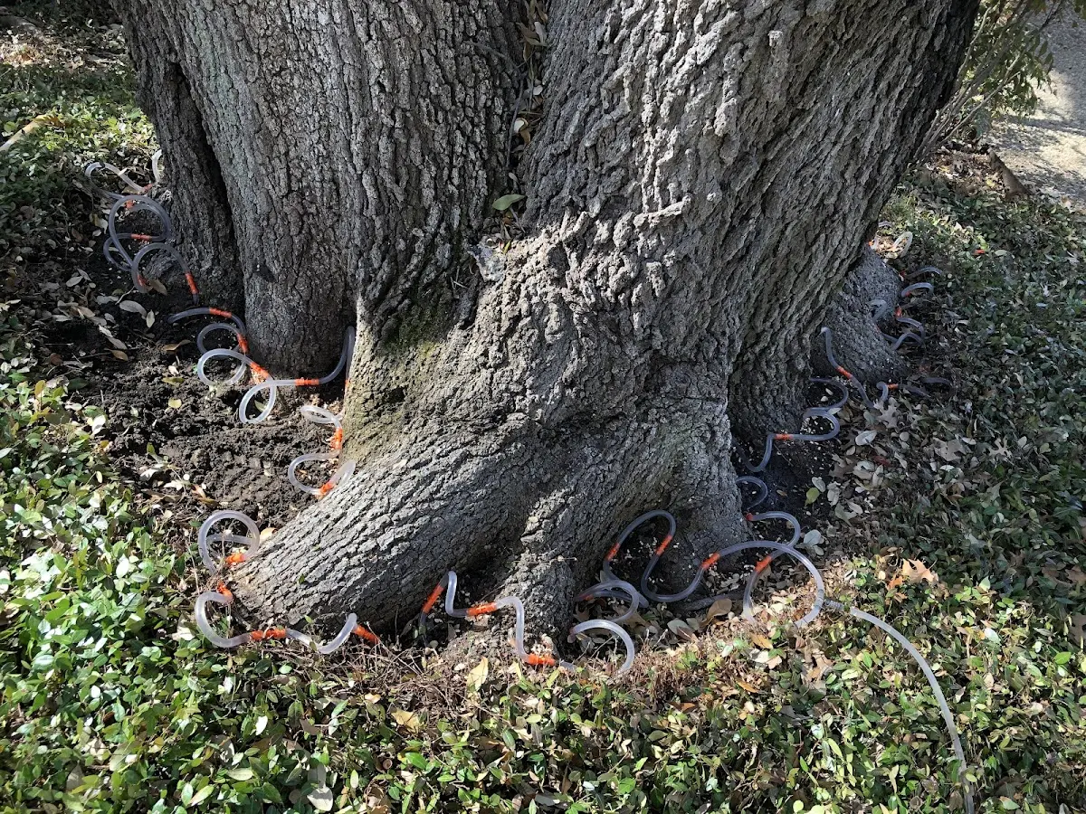Detailed Shrub and Hedge Trimming job site in China Spring