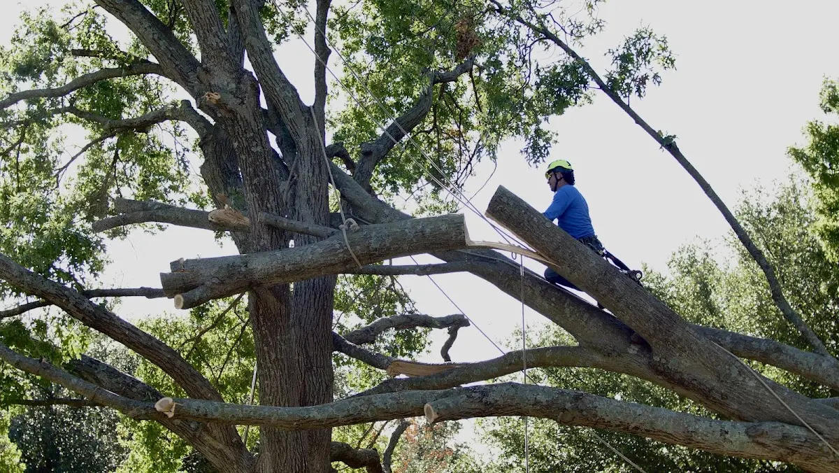 Professional Crown Thinning performed by certified arborists in China Spring