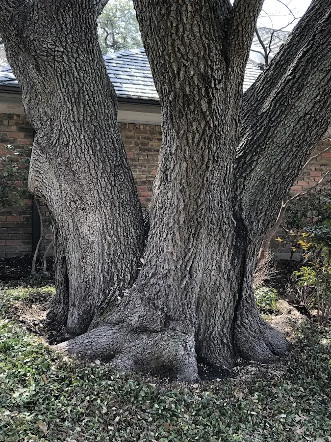 Mature heritage tree close to a China Spring property cared for by certified arborists
